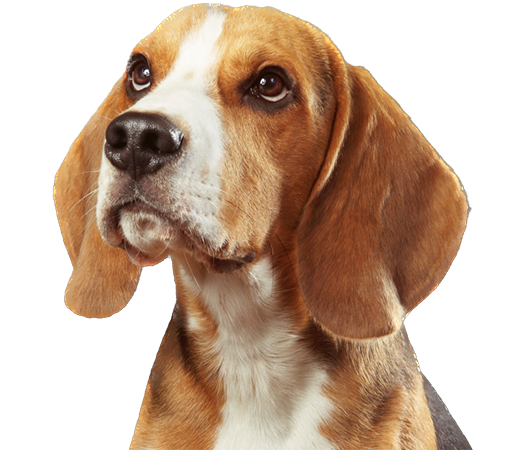 beagle (1)