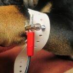 Limb Straps (Set of 4)