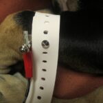 Limb Straps (Set of 4)